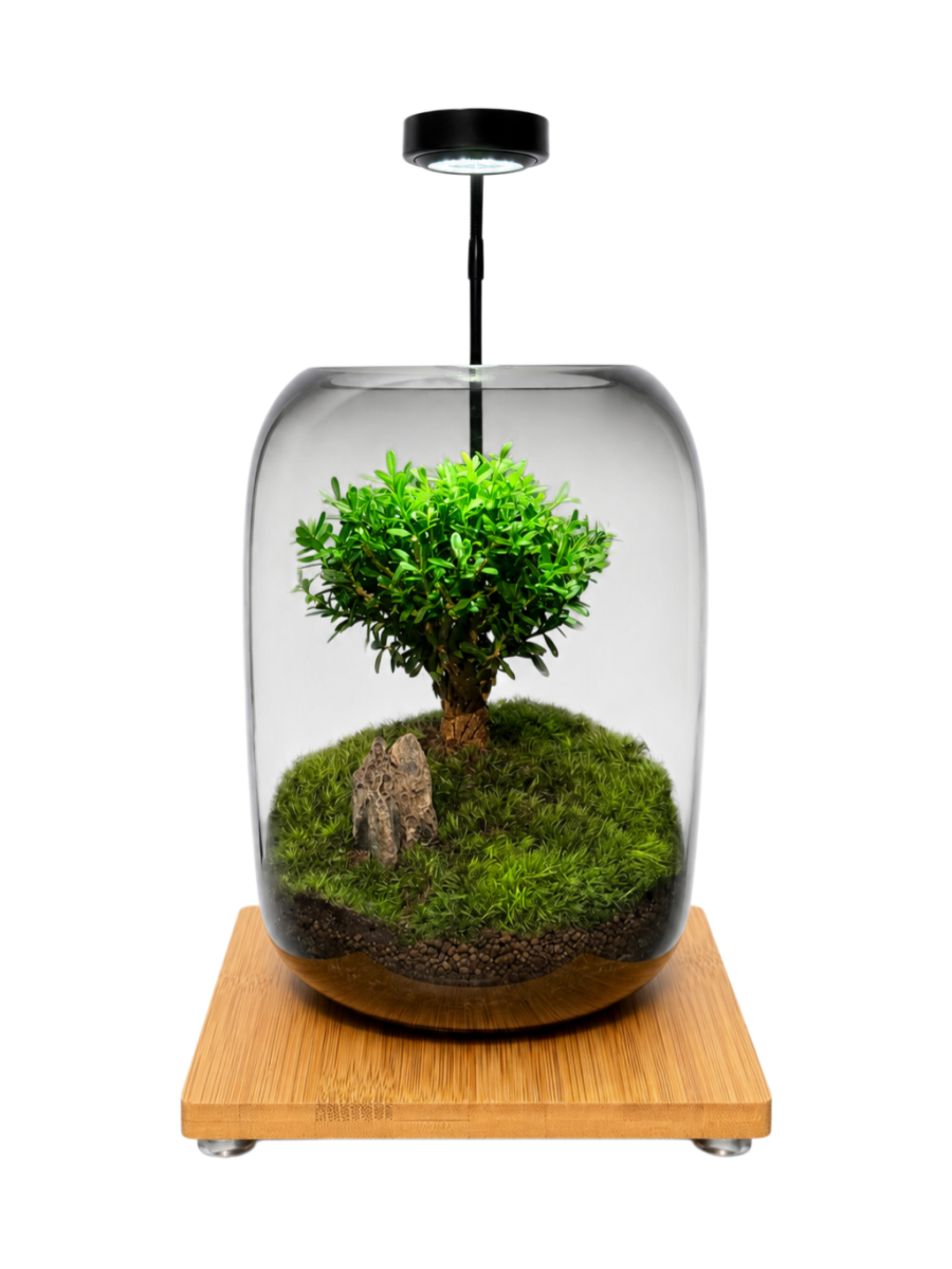AvaFia Moss Garden Terrarium